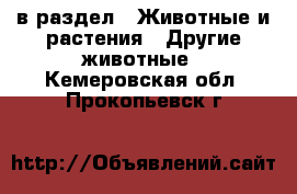  в раздел : Животные и растения » Другие животные . Кемеровская обл.,Прокопьевск г.